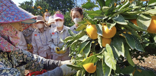 베트남-제주 공공형 '계절 근로자'들이 서귀포시의 한 과수원에서 감귤 따기 실습을 하고 있는 모습. / 사진: Vietnamplus